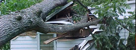 Wind Damage